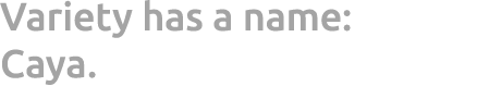 Variety has a name: Caya. 