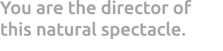 You are the director of this natural spectacle.
